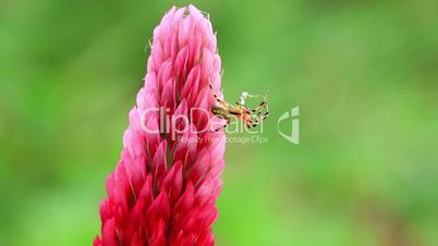 Small spider on a Crimson clover flower