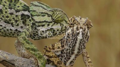 Closeup of chameleons