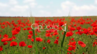 Two Ears and Poppy Field