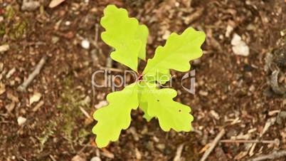 Small english oak tree (Quercus robur)