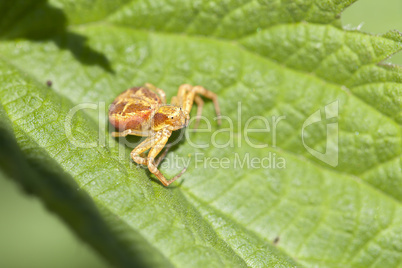 Krabbenspinne - Thomisidae