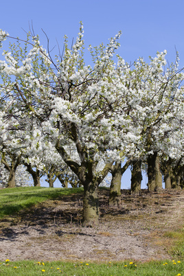 Kirschbäume - Obstplantage