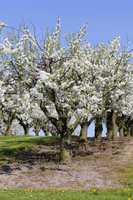 Kirschbäume - Obstplantage