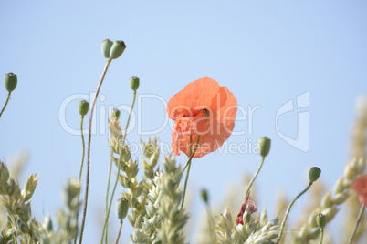Mohn im Getreidefeld Mohn im Getreidefeld