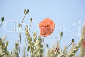 Mohn im Getreidefeld