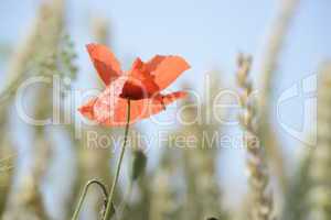 Mohn im Getreidefeld