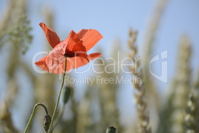 Mohn im Getreidefeld