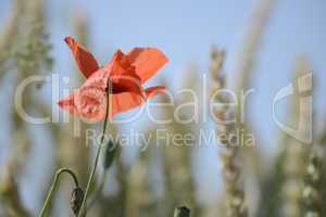 Mohn im Getreidefeld