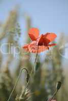 Mohn im Getreidefeld