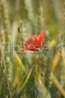 Mohn im Getreidefeld