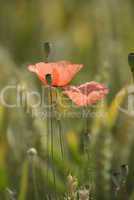 Mohn im Getreidefeld