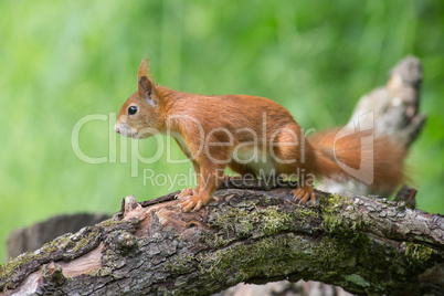 Eichhörnchen