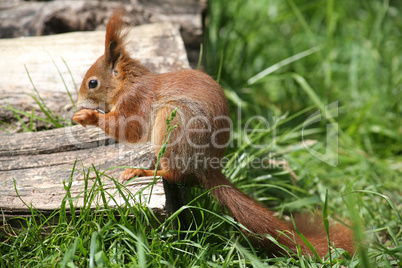 Eichhörnchen