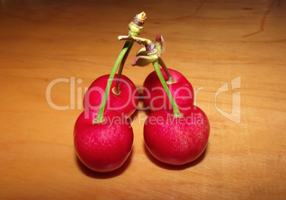 four ripe cherries four ripe cherries