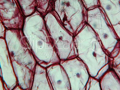 Onion epidermus micrograph