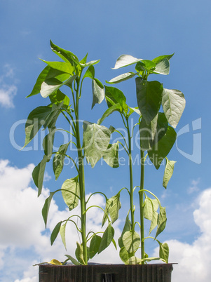 Plug pepper plant