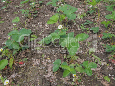 Strawberry field