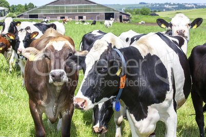 Dairy cows on pasture