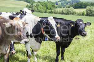 Dairy cows on pasture