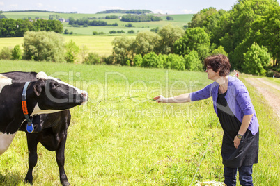 Woman gives cow grass