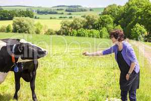 Woman gives cow grass