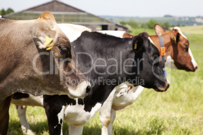 Dairy cows on pasture