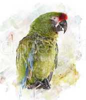 Watercolor Image Of  Parrot