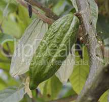 Cocoa Tree With Fruits
