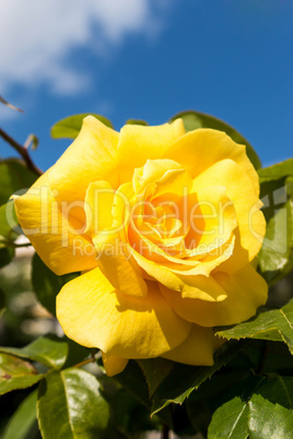 Yellow rose