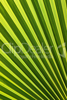 Beautiful palm leaf