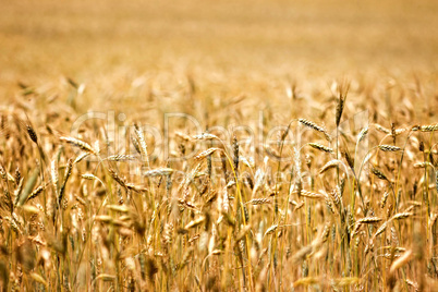 Cereal field