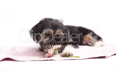 Young Terrier Mix on the blanket