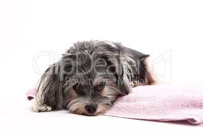 Young Terrier Mix lying on the blanket
