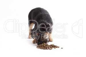 Young Terrier Mix eats dog food