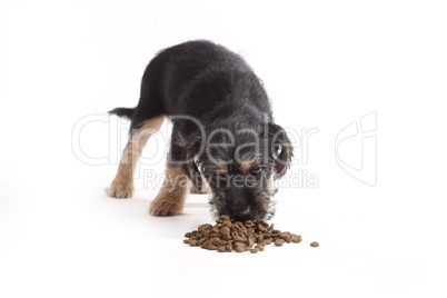 Young Terrier Mix eats dog food