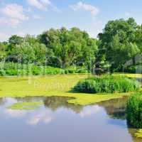 pond with water plants