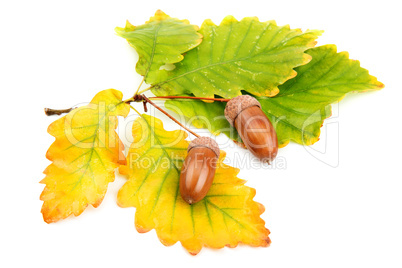 acorns and oak leaves