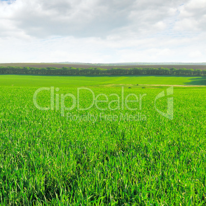 wheat field and cloudy sky