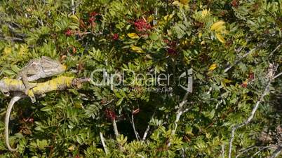 Hunting brown chameleon