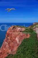 Helgoland lange Anna Brutgebiet Möwen und Tölpel