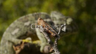 chameleon focus hunting a grasshopper