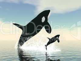 Killer whale mum and baby - 3D render