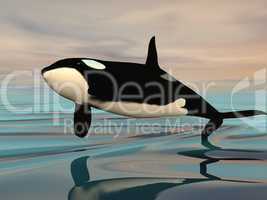 Killer whale jump - 3D render