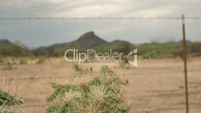 Chainfruit Jumping Cholla Cactus Dolly