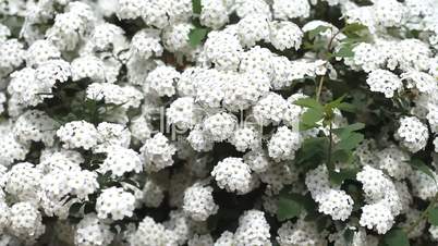 White flowers bed are trembling in the wind