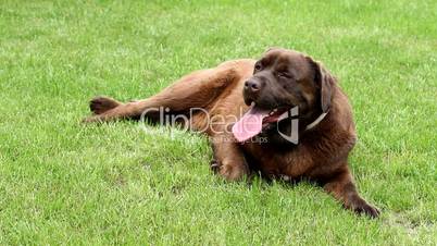 Panting Brown labrador lying on the grass