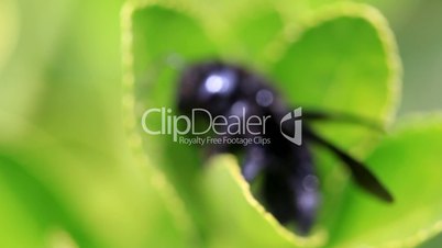 Macro of black bug on green leaf