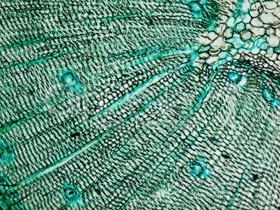 Pine Wood micrograph