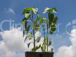 Plug pepper plant