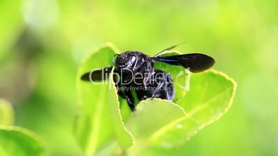 Macro of black bug on green leaf
